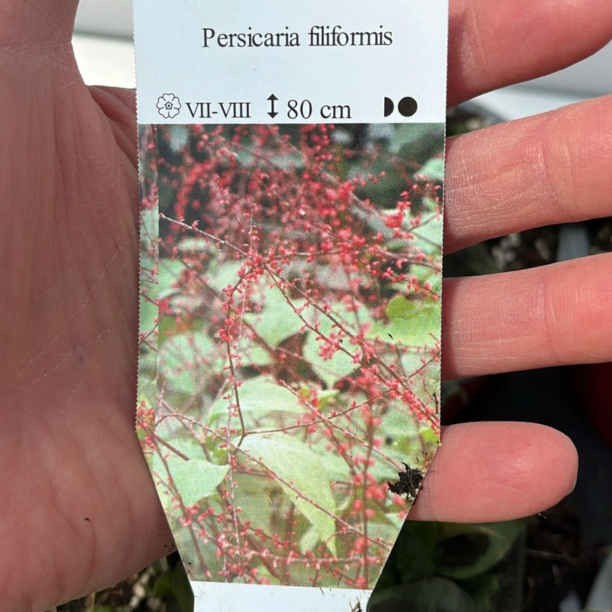 Persicaria filiformis - Keserűfű