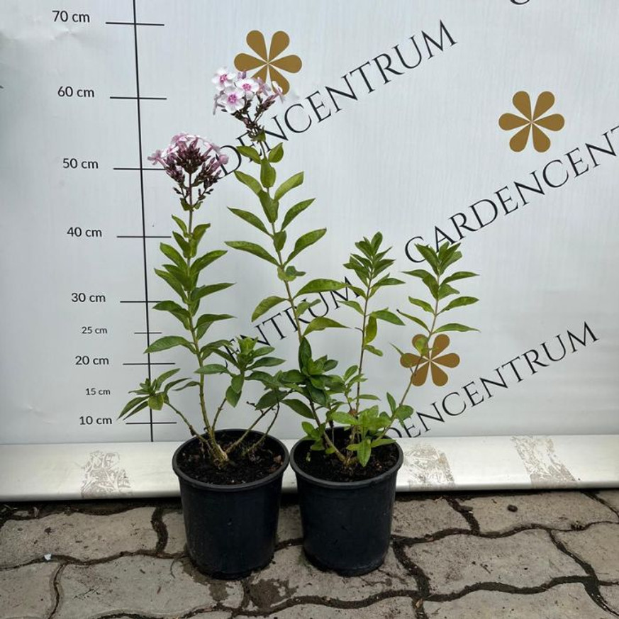 Phlox paniculata Europa - Bugás lángvirág