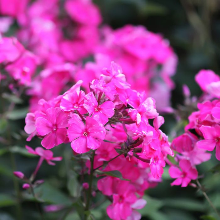 Phlox paniculata CS14 - Rózsaszín bugás lángvirág
