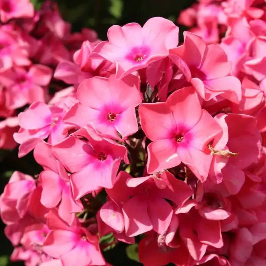 Phlox paniculata Sweet Summer Dream CS14 - Rózsaszín bugás lángvirág