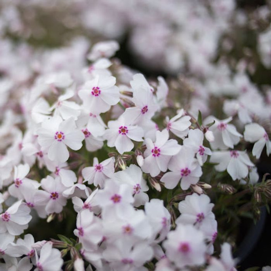 Phlox subulata Amazing Grace CS9 - Fehér árlevelű lángvirág