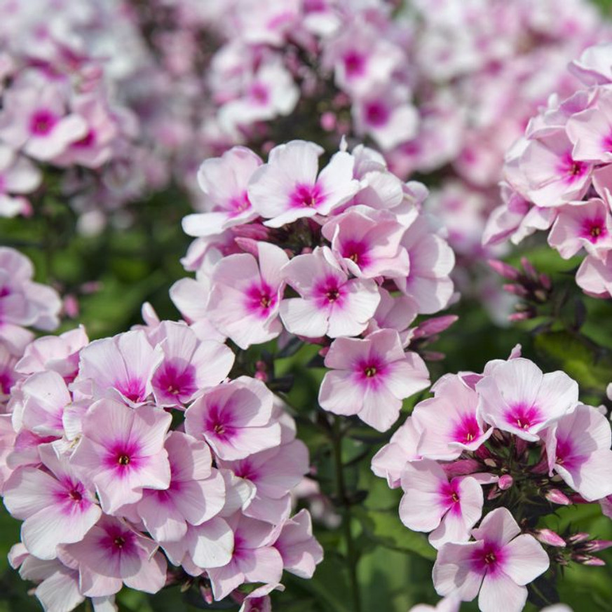 Phlox paniculata Bright Eyes - Bugás lángvirág