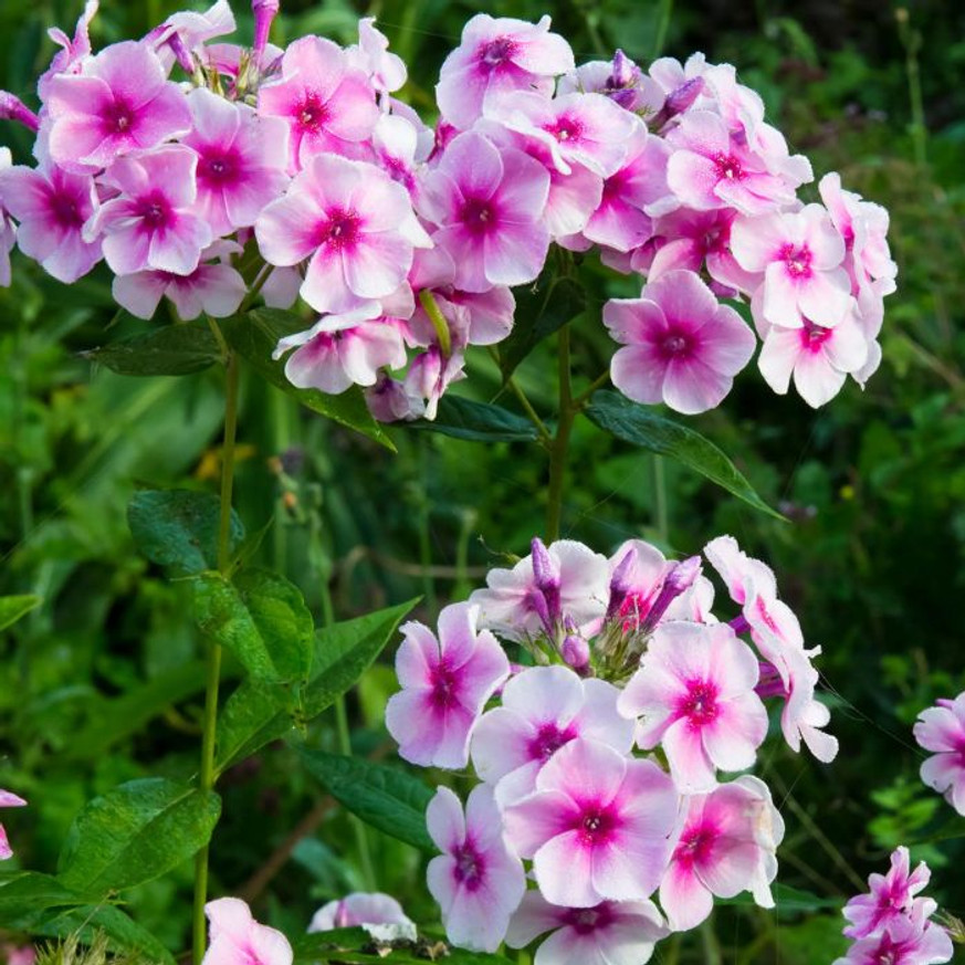 Phlox paniculata Bright Eyes - Bugás lángvirág