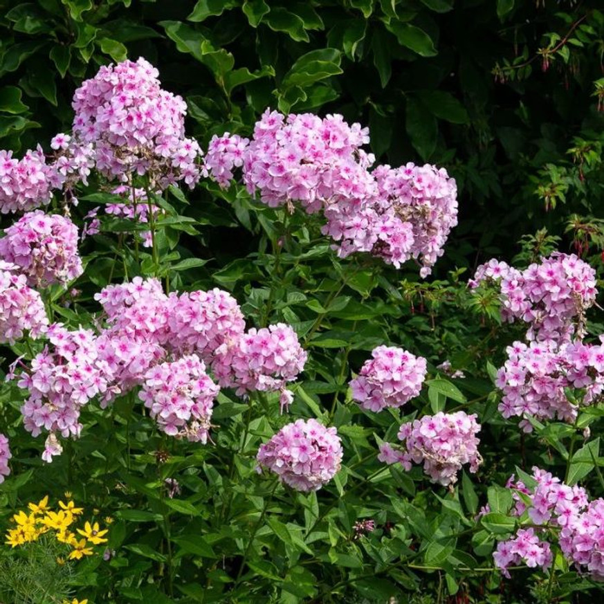 Phlox paniculata Bright Eyes - Bugás lángvirág