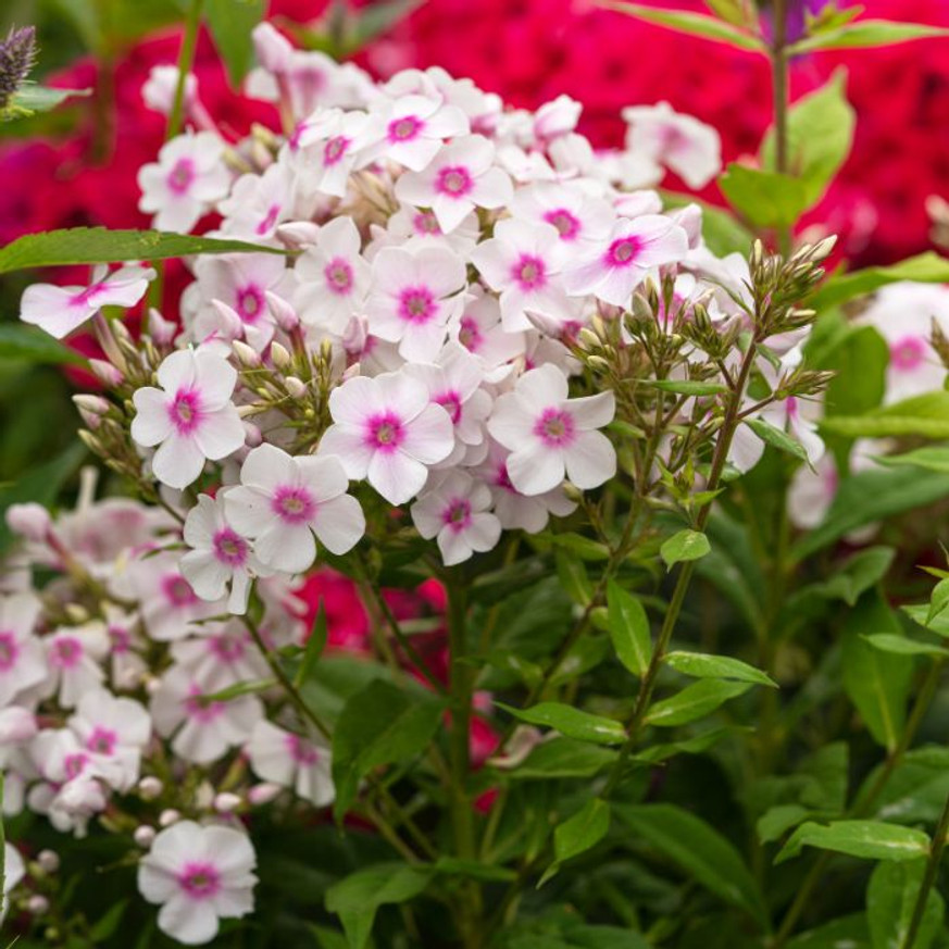 Phlox paniculata Europa - Bugás lángvirág