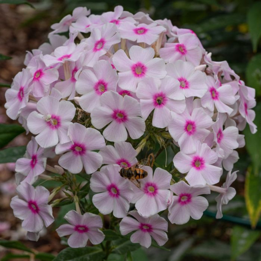 Phlox paniculata Europa - Bugás lángvirág