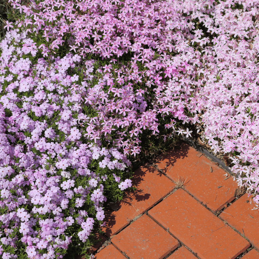 Phlox subulata Coral eye CS9 - Árlevelű lángvirág Phlox subulata Coral eye CS9 - Árlevelű lángvirág