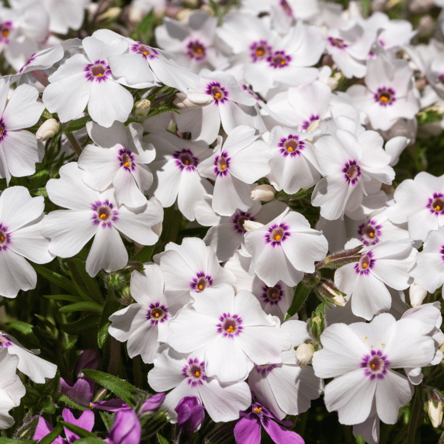 Phlox subulata Coral eye CS9 - Árlevelű lángvirág
