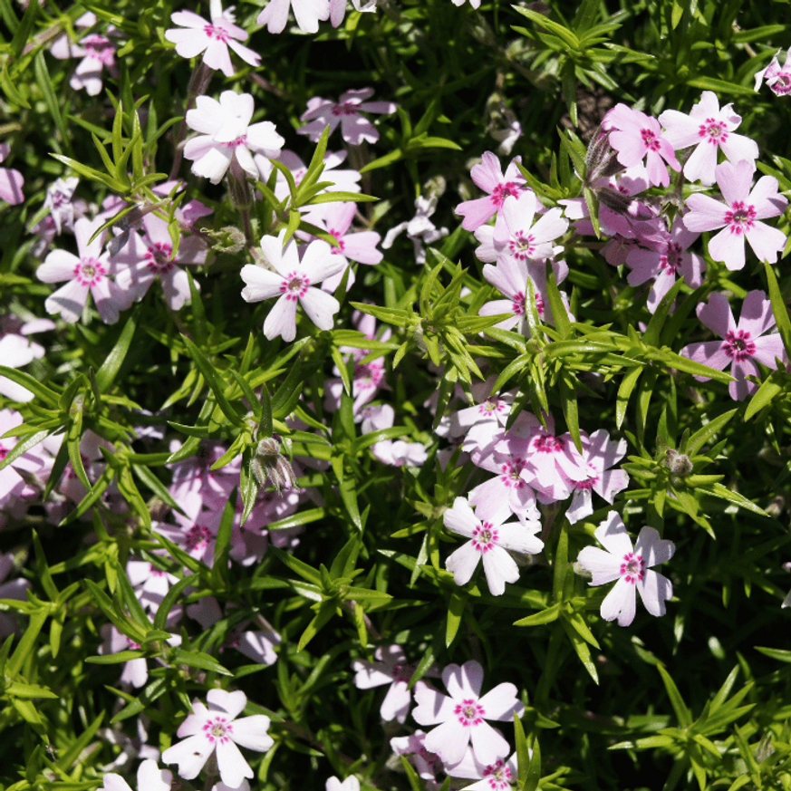 Phlox subulata Coral eye CS9 - Árlevelű lángvirág Phlox subulata Coral eye CS9 - Árlevelű lángvirág