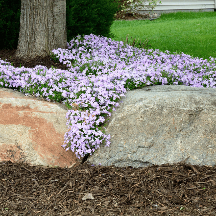 Phlox subulata Coral eye CS9 - Árlevelű lángvirág Phlox subulata Coral eye CS9 - Árlevelű lángvirág