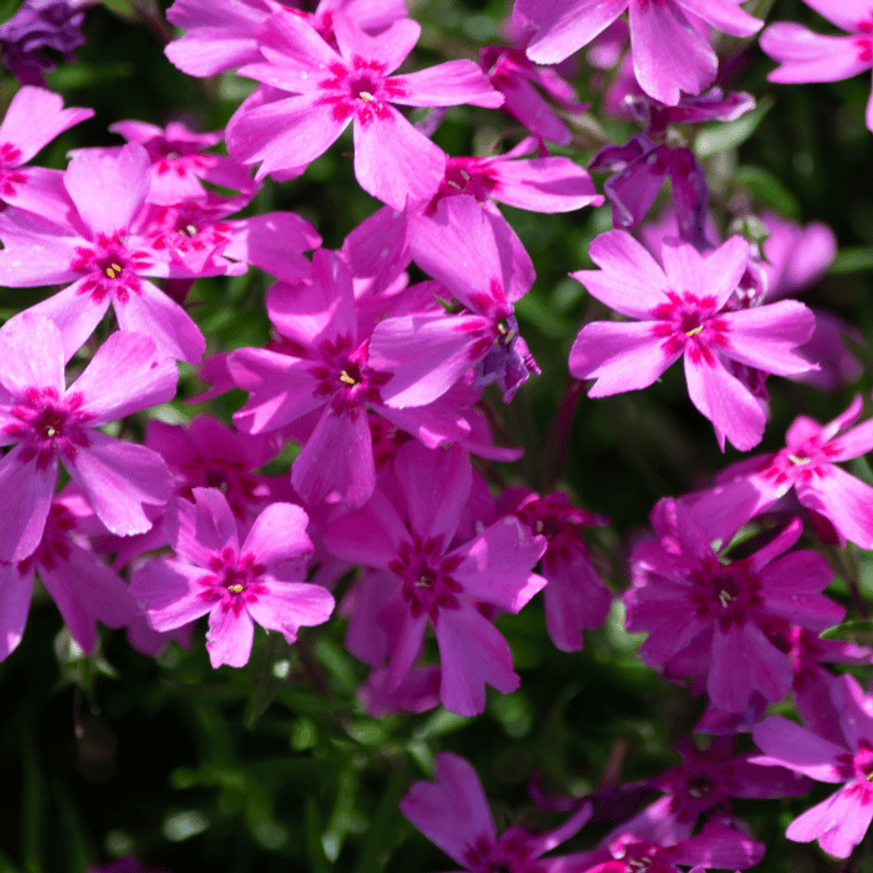 Phlox CS9 - Rózsaszín terülő lángvirág