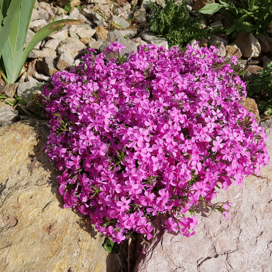 Phlox CS9 - Rózsaszín terülő lángvirág Phlox CS9 - Rózsaszín terülő lángvirág
