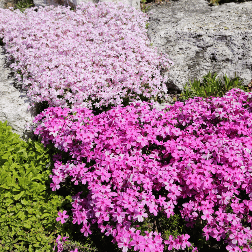 Phlox subulata - Rózsaszínű árlevelű lángvirág Phlox subulata - Rózsaszínű árlevelű lángvirág