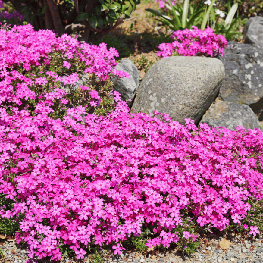 Phlox subulata - Rózsaszínű árlevelű lángvirág Phlox subulata - Rózsaszínű árlevelű lángvirág