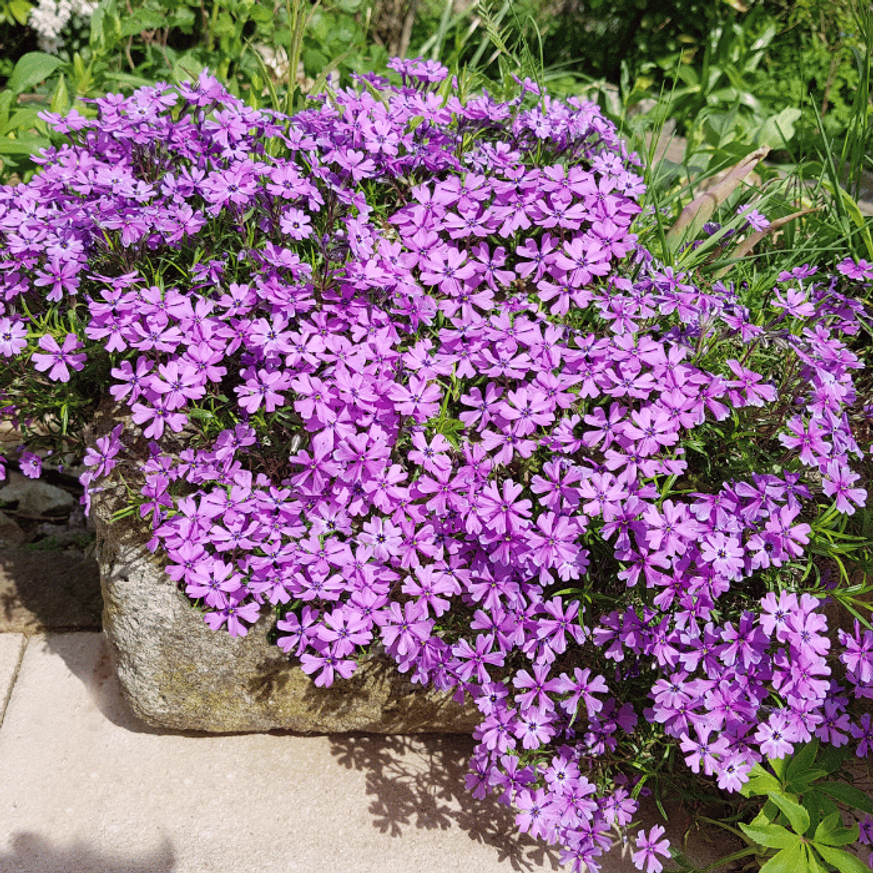 Phlox subulata - Rózsaszínű árlevelű lángvirág Phlox subulata - Rózsaszínű árlevelű lángvirág