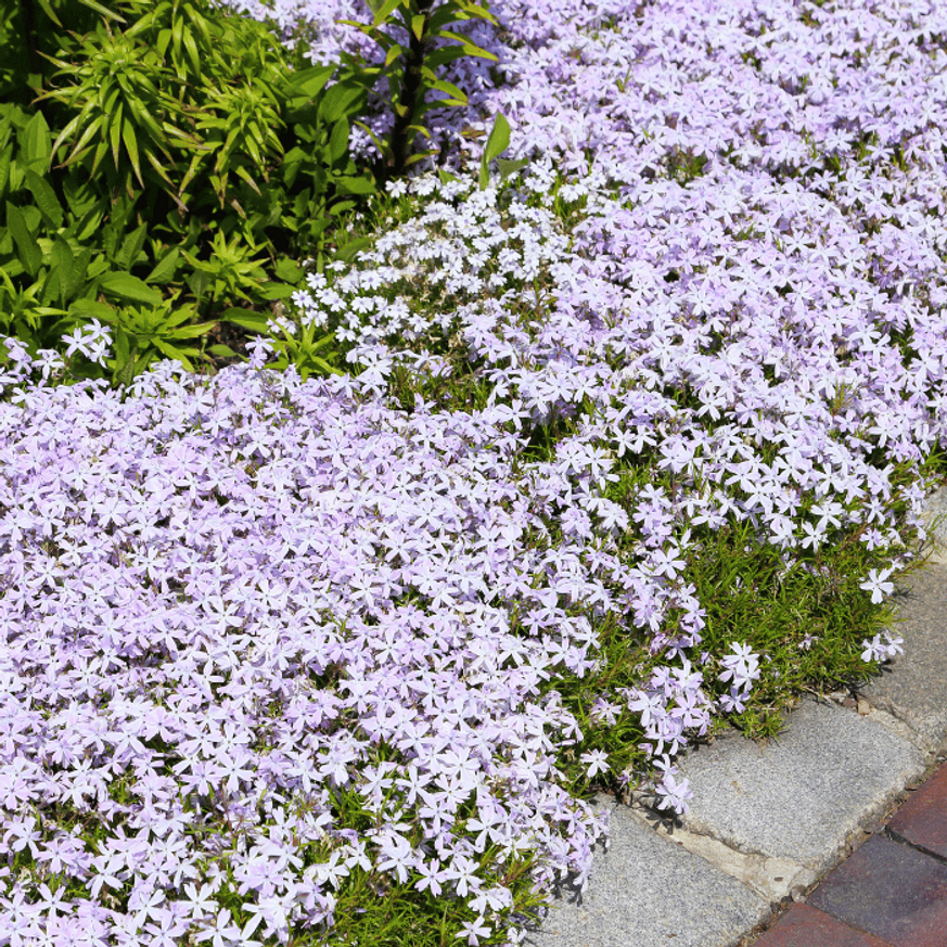 Phlox subulata - Rózsaszínű árlevelű lángvirág Phlox subulata - Rózsaszínű árlevelű lángvirág