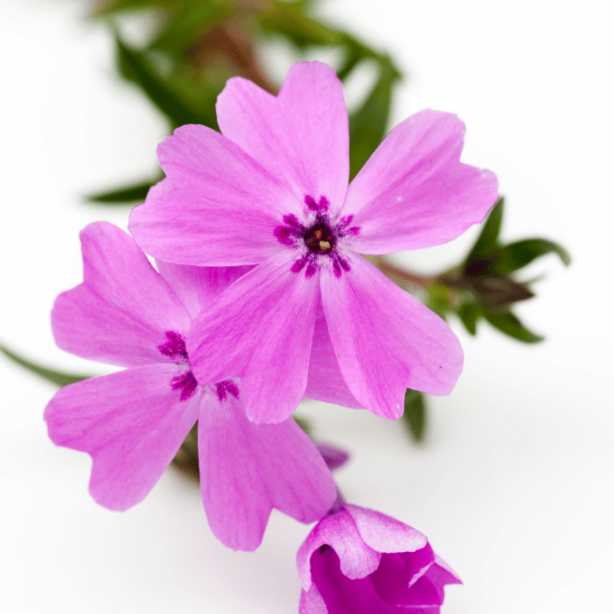 Phlox subulata - Rózsaszínű árlevelű lángvirág