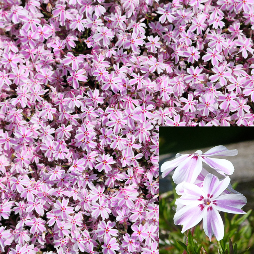 Phlox subulata - Árlevelű cirmos lángvirág