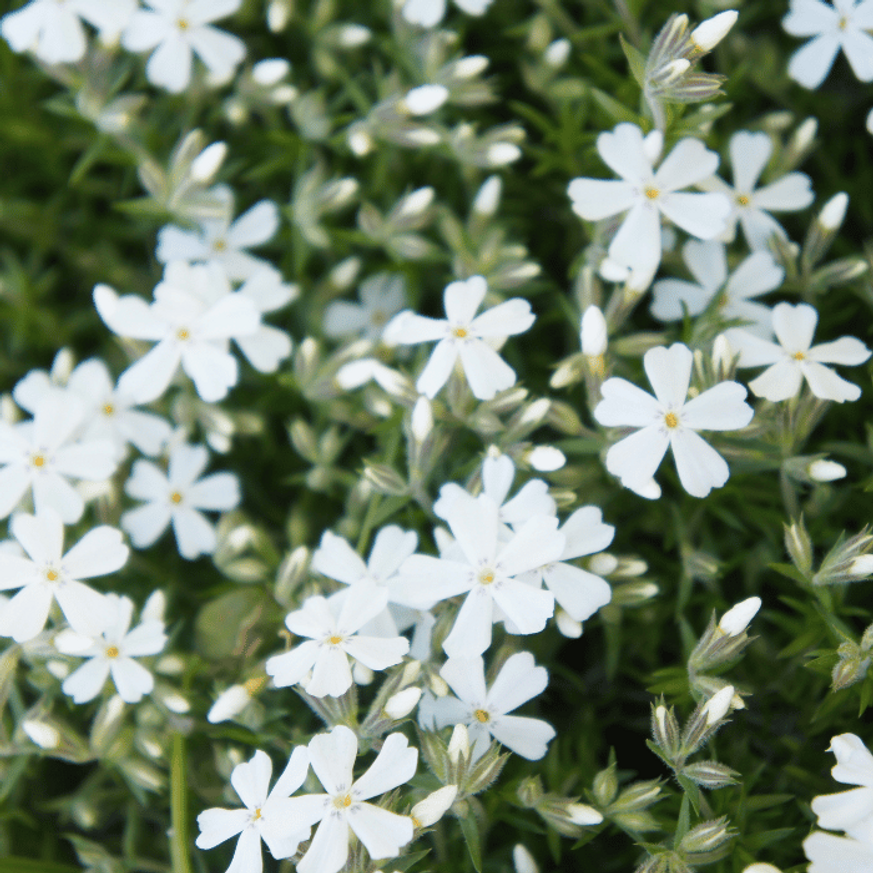 Phlox subulata CS9 - Fehér lángvirág Phlox subulata CS9 - Fehér lángvirág