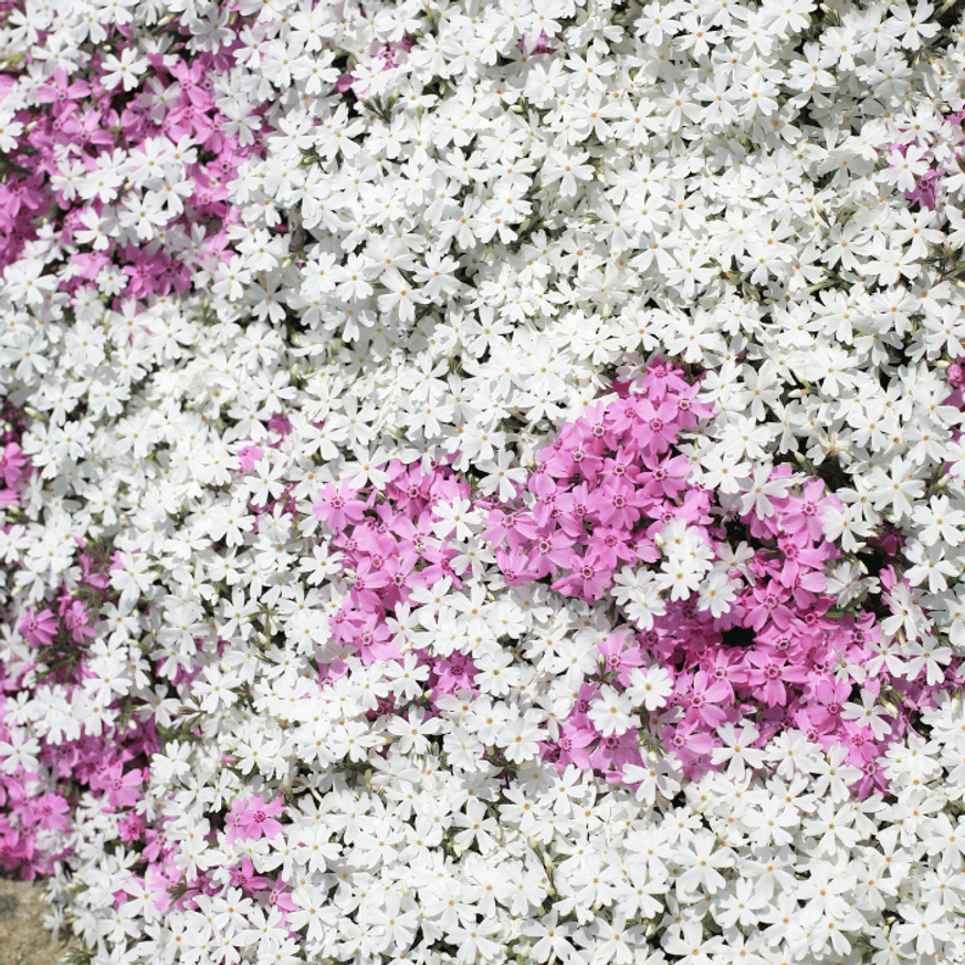 Phlox subulata CS9 - Fehér lángvirág