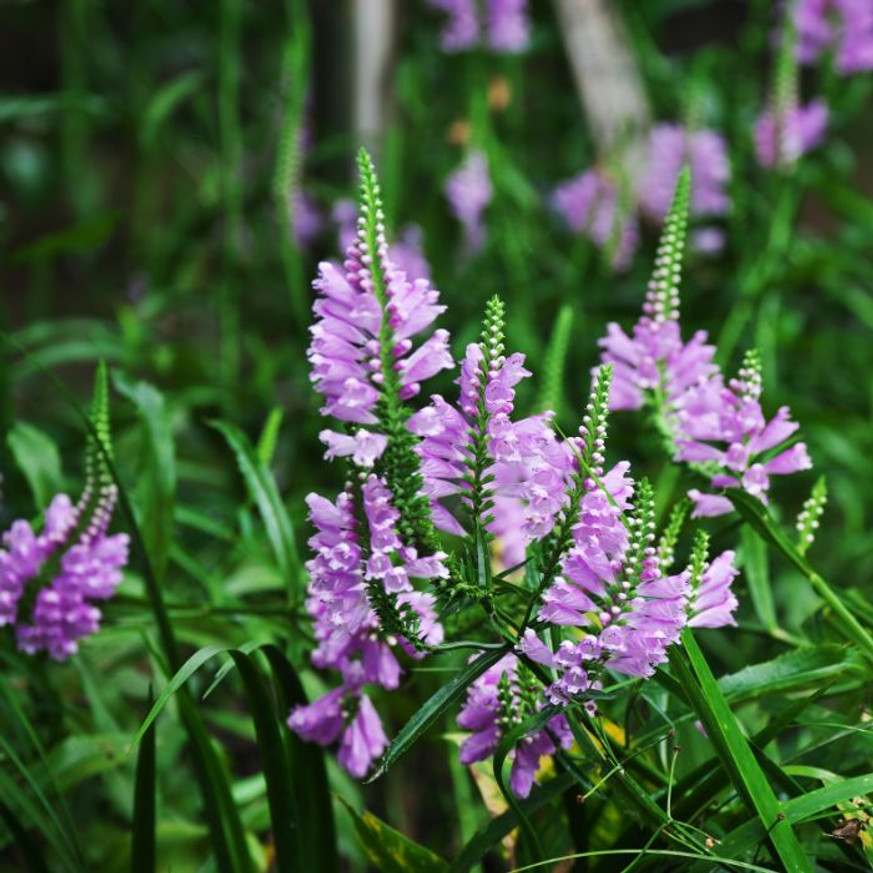 Physostegia virginiana - Rózsaszín füzérajak Physostegia virginiana - Rózsaszín füzérajak
