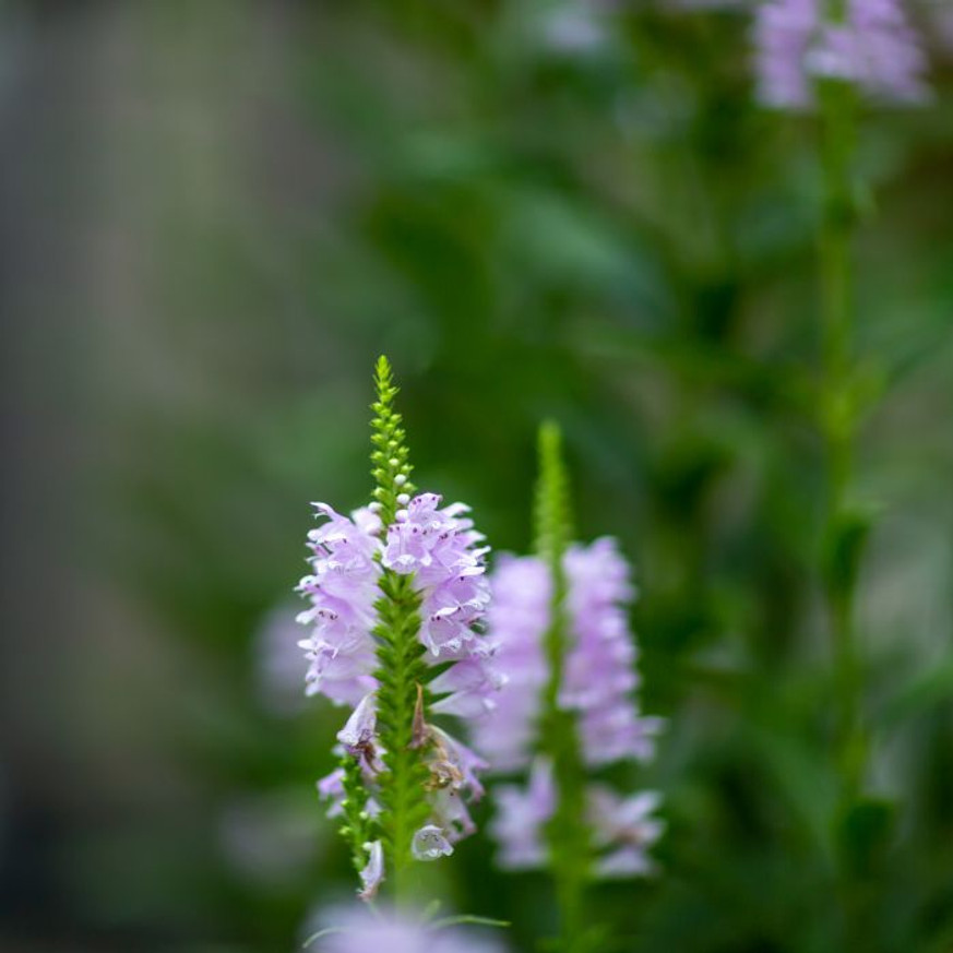 Physostegia virginiana Crystal Peak White - Fehér füzérajak Physostegia virginiana Crystal Peak White - Fehér füzérajak