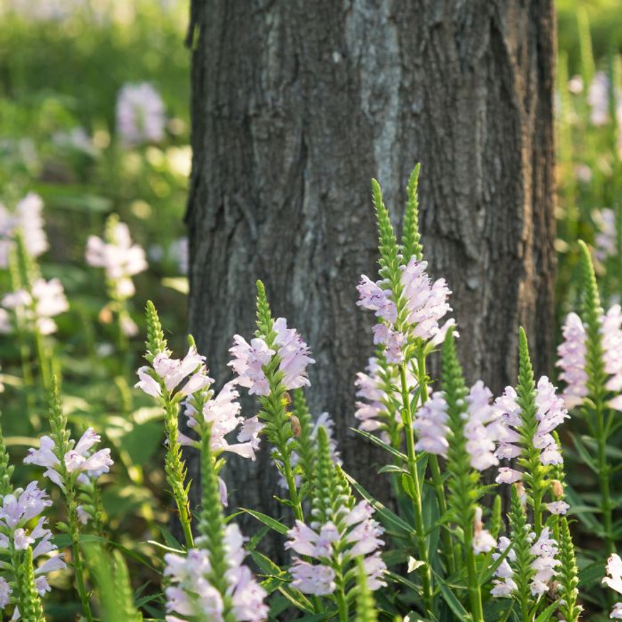 Physostegia virginiana Crystal Peak White - Fehér füzérajak