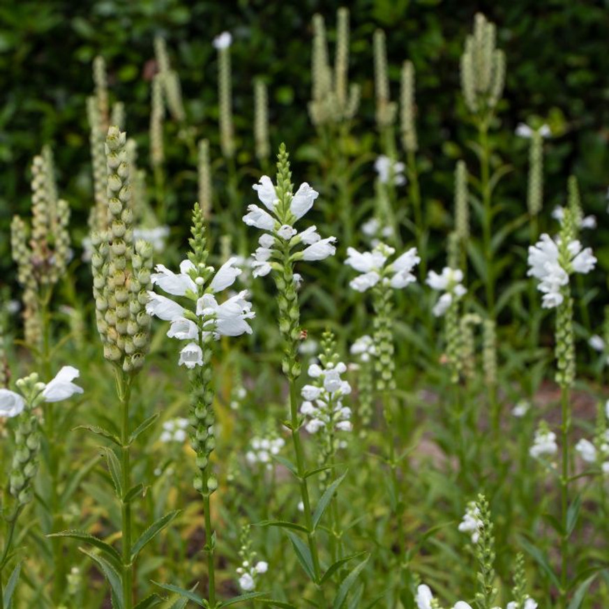 Physostegia virginiana Crystal Peak White - Fehér füzérajak Physostegia virginiana Crystal Peak White - Fehér füzérajak