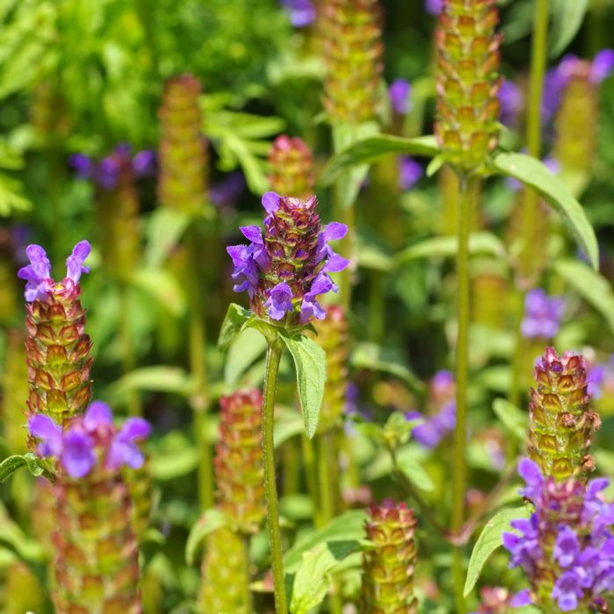 Prunella vulgaris - Közönséges gyíkfű Prunella vulgaris - Közönséges gyíkfű