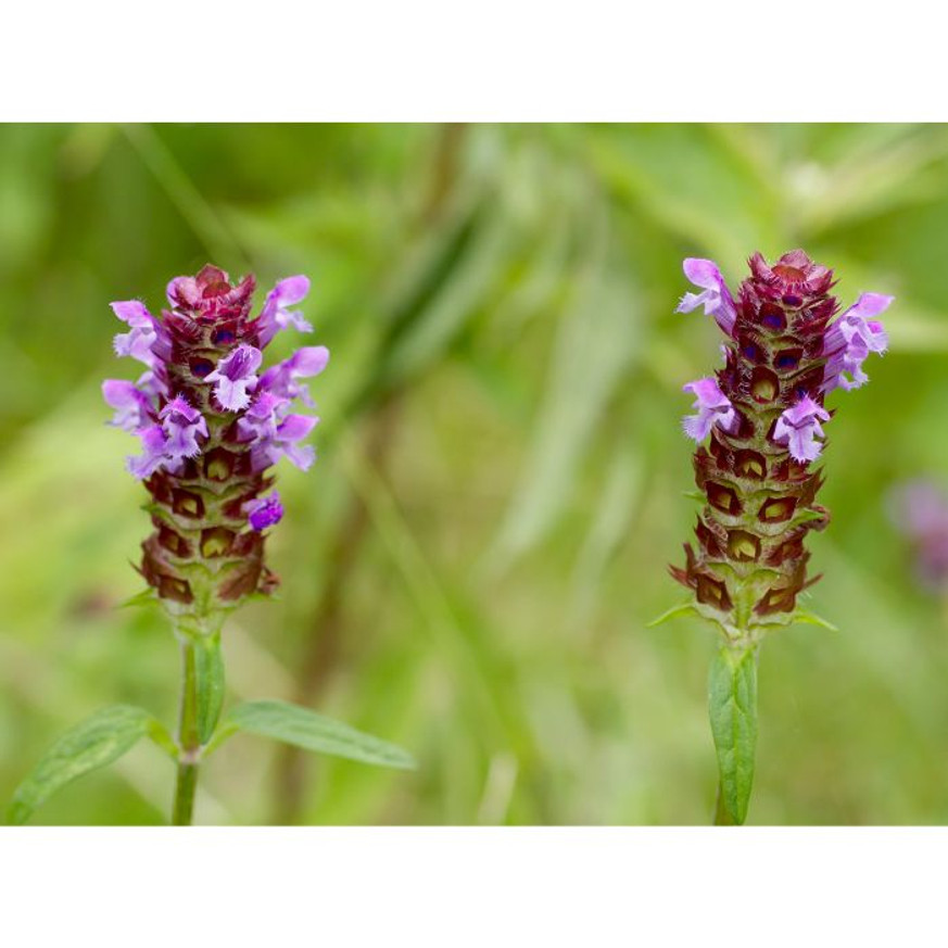 Prunella vulgaris - Közönséges gyíkfű Prunella vulgaris - Közönséges gyíkfű