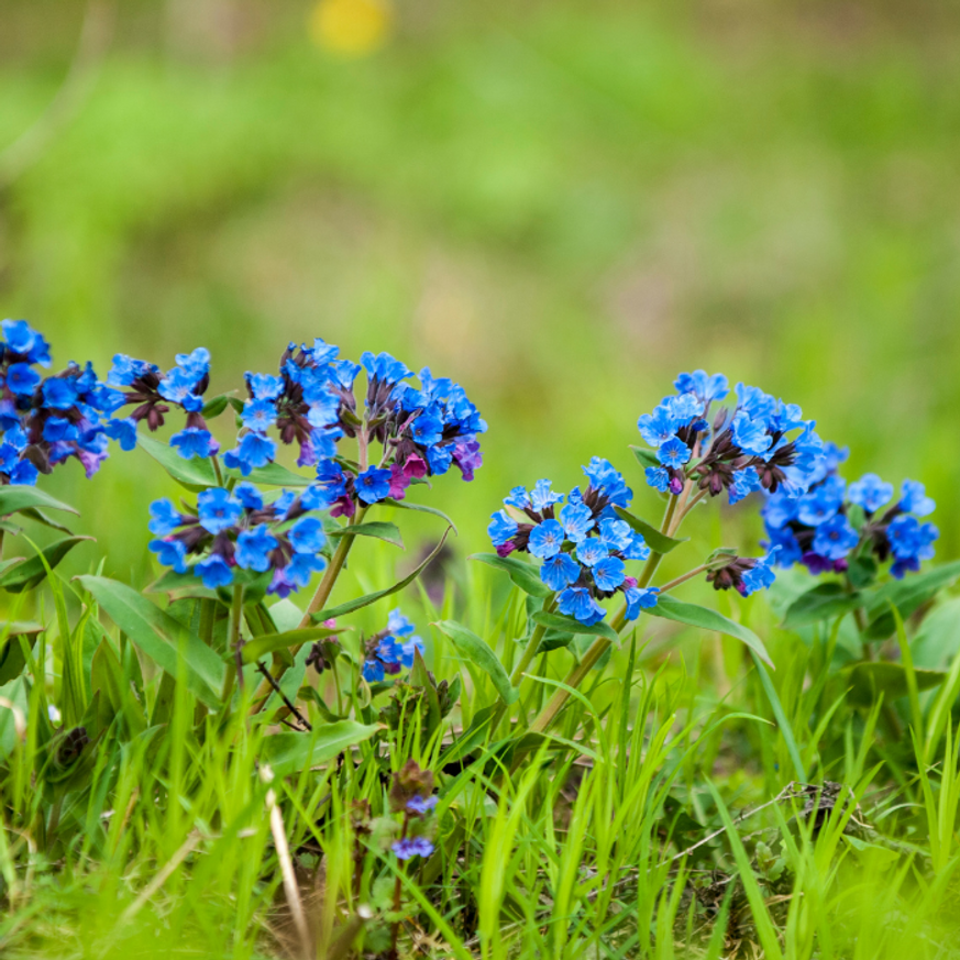 Pulmonaria angustifolia Blue Ensign - Keskenylevelű tüdőfű Pulmonaria angustifolia Blue Ensign - Keskenylevelű tüdőfű