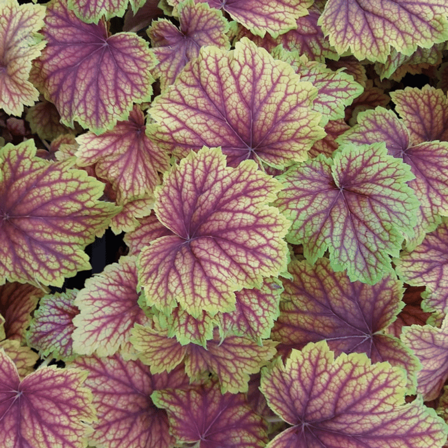 Heuchera Red Lightening CS14 - Sárga tűzeső Heuchera Red Lightening CS14 - Sárga tűzeső