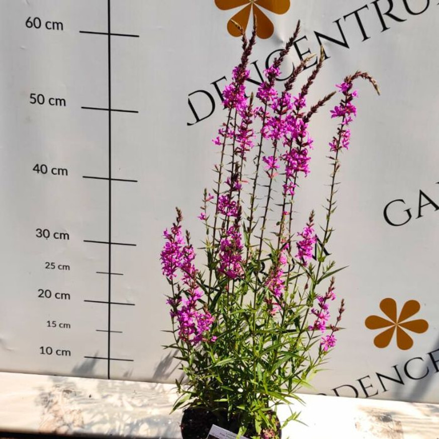 Lythrum salicaria - Réti füzény
