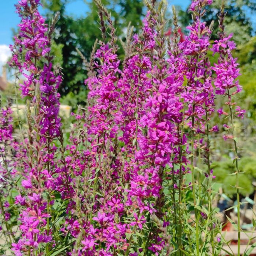 Lythrum salicaria - Réti füzény