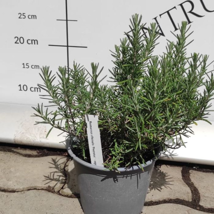 Rosmarinus officinalis - Kúszó rozmaring Rosmarinus officinalis - Kúszó rozmaring