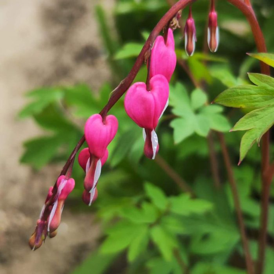 Dicentra spectabilis CS15 - Szívvirág