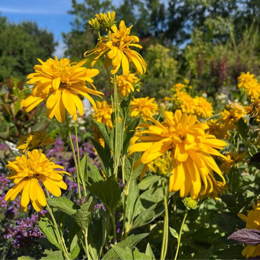 Rudbeckia nitida Herbstsonne - Kúpvirág