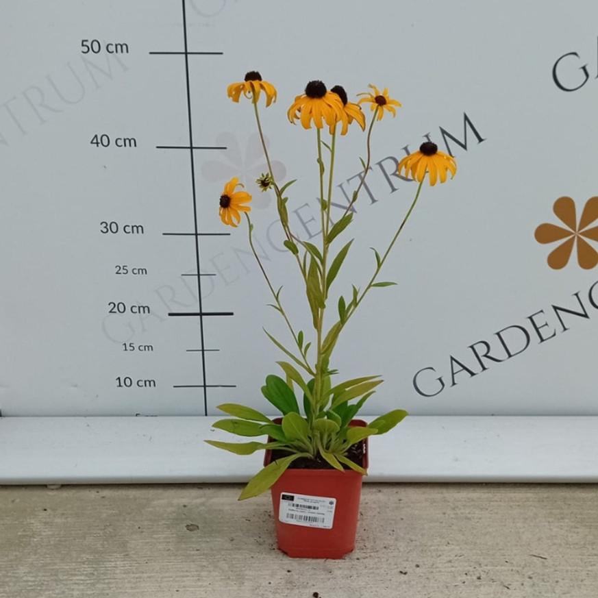 Rudbeckia fulgida - Pompás kúpvirág Rudbeckia fulgida - Pompás kúpvirág
