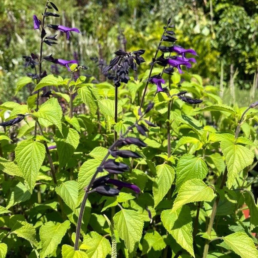 Salvia Amistad - Indigólila zsálya Salvia Amistad - Indigólila zsálya