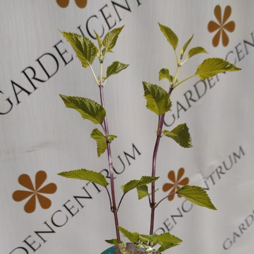 Salvia Amistad - Indigólila zsálya Salvia Amistad - Indigólila zsálya