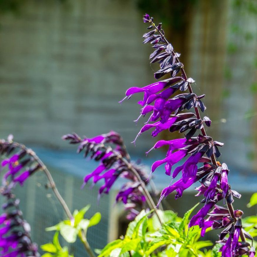 Salvia Amistad - Indigólila zsálya Salvia Amistad - Indigólila zsálya