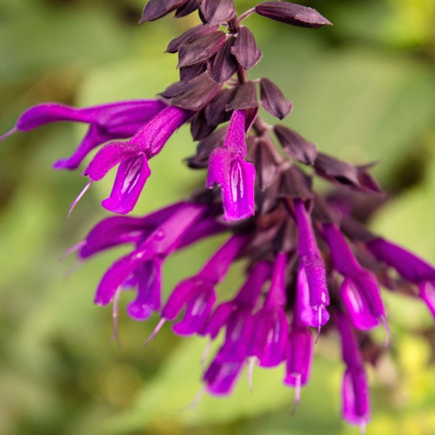 Salvia Amistad - Indigólila zsálya Salvia Amistad - Indigólila zsálya