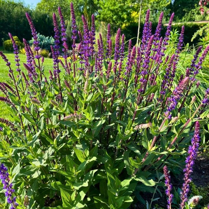 Salvia nemorosa Caradonna - Ligeti Zsálya Salvia nemorosa Caradonna - Ligeti Zsálya
