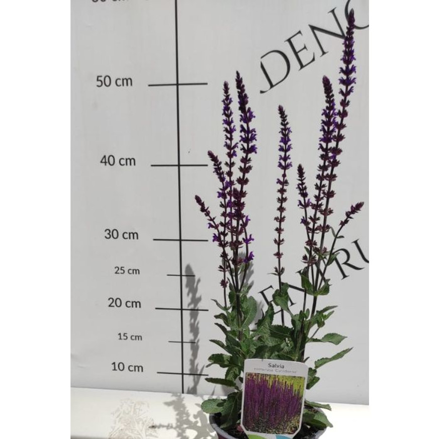Salvia nemorosa Caradonna - Ligeti Zsálya Salvia nemorosa Caradonna - Ligeti Zsálya