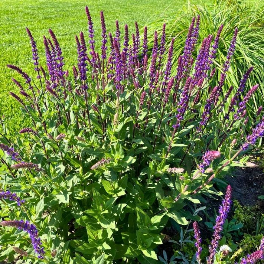 Salvia nemorosa Caradonna - Ligeti Zsálya Salvia nemorosa Caradonna - Ligeti Zsálya