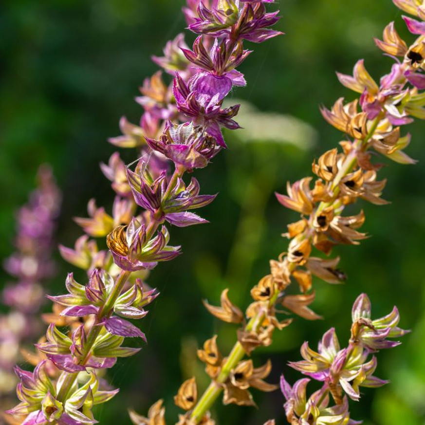 Salvia nemorosa - Rózsaszínű zsálya Salvia nemorosa - Rózsaszínű zsálya