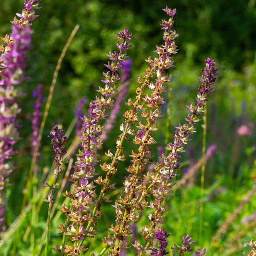 Salvia nemorosa - Rózsaszínű zsálya Salvia nemorosa - Rózsaszínű zsálya
