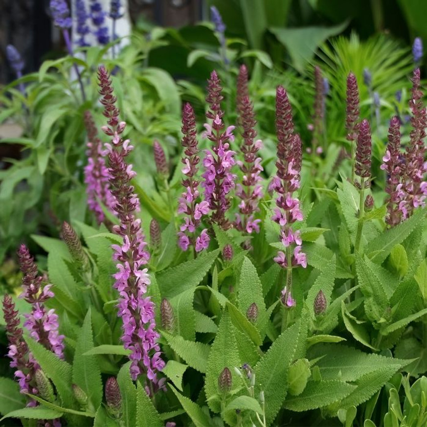 Salvia nemorosa - Rózsaszínű zsálya Salvia nemorosa - Rózsaszínű zsálya