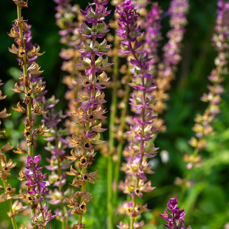 Salvia nemorosa - Rózsaszínű zsálya Salvia nemorosa - Rózsaszínű zsálya