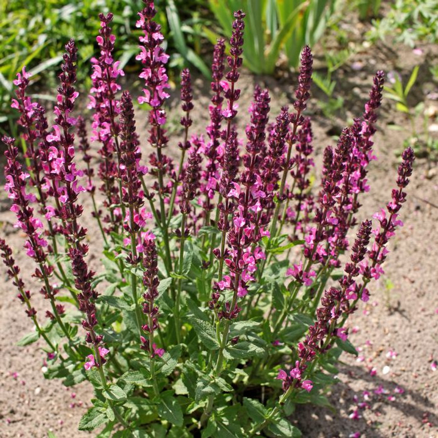 Salvia nemorosa - Rózsaszínű zsálya Salvia nemorosa - Rózsaszínű zsálya